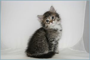 Male Siberian Kitten from Deedlebug Siberians